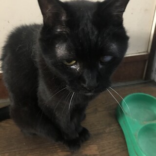 緊急里親募集