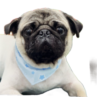 トワくん2歳　元気な男の子です