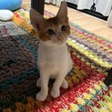 もちもち美味しそう★白茶のおもち君