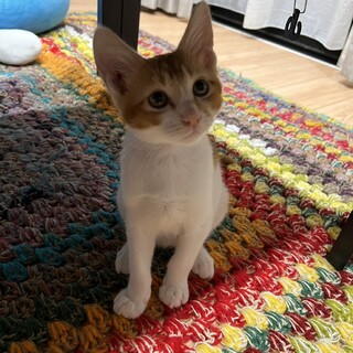 もちもち美味しそう★白茶のおもち君