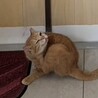 【大阪北摂多頭飼育崩壊レスキュー猫】茶トラさん