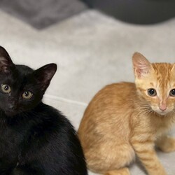 in春日井市☆子猫がいっぱい☆猫達を暖かいオウチに迎えよう2025年8月9日（土）～ちーむにゃいんず