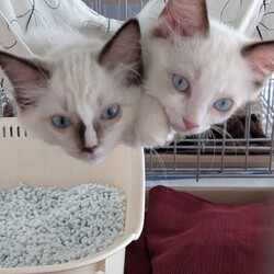 in江南市☆子猫祭り☆猫達をオウチに迎えよう2025年8月10日（日）～ちーむにゃいんず サムネイル1