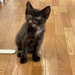 in江南市☆子猫祭り☆猫達をオウチに迎えよう2025年8月10日（日）～ちーむにゃいんず サムネイル2