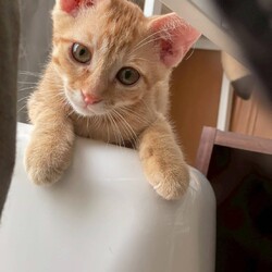 in江南市☆子猫祭り☆猫達をオウチに迎えよう2025年8月10日（日）～ちーむにゃいんず サムネイル3