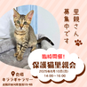 8/10（日）里親会！灰シャム子猫♂ゆきじ君 サムネイル7