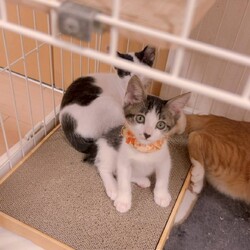 in名古屋市☆子猫祭り☆猫達をオウチに迎えよう2025年8月10日（日）～ちーむにゃいんず サムネイル1
