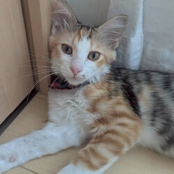 in名古屋市☆子猫祭り☆猫達をオウチに迎えよう2025年8月10日（日）～ちーむにゃいんず サムネイル3