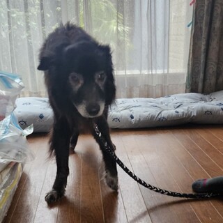 17歳 老犬の余生を見守ってくださる方へ｜浜松市｜