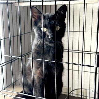 【推定1歳】元気で甘えん坊な黒猫イケメン君