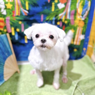 一時募集を停止します