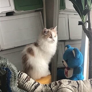 お嬢様気質ですが　実はかまってちゃんな彼女　です