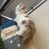お嬢様気質ですが　実はかまってちゃんな彼女　です サムネイル3