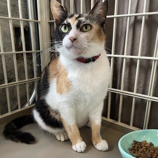 なでなで大好き甘えん坊の小柄な三毛ちゃん