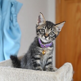 人馴れ抜群！元気いっぱいの暴れん坊の★あおばくん