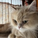 飼育崩壊からの保護ミヌエットほっぺちゃん
