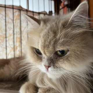 飼育崩壊からの保護ミヌエットほっぺちゃん