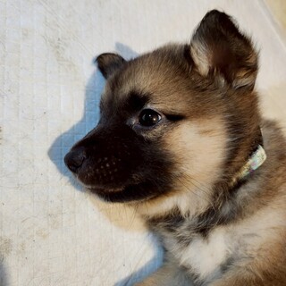 子犬のエルくん /オス　(まあくんハウス)