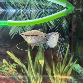 パールグラミー2匹