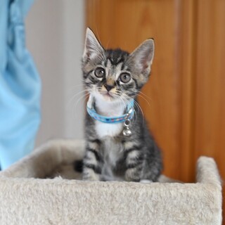 人馴れ抜群！抱っこ大好き甘えん坊の❤︎かもめちゃん