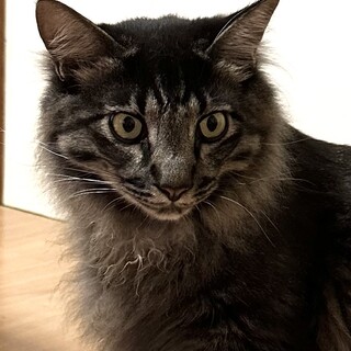 人馴れバツグン甘えんぼのジュノ君