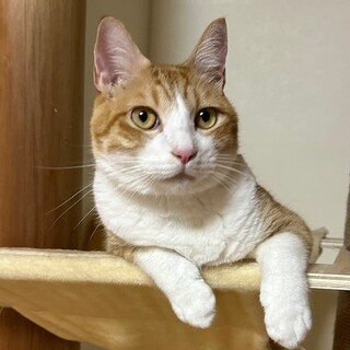 ちょっとビビリなイケメン　茶白郎君