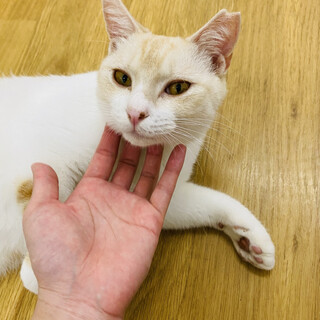 フレンドリーなオラフ