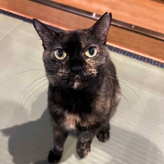 怖がりさんだけど頑張って人馴れ訓練中のいつかちゃん