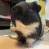 モルモット サムネイル2