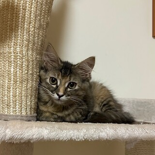 元気いっぱいプリティキジのリズムちゃん