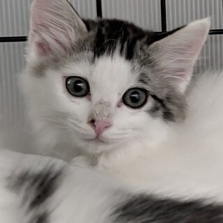 シャーも可愛い甘えんぼ　よよちゃん