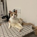 犬オッケーおもしろニャンコ(≧∀≦)
