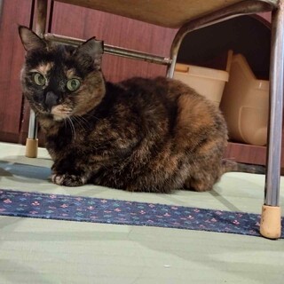 ちょっと怖がりだけど、とってもキュートなさちちゃん