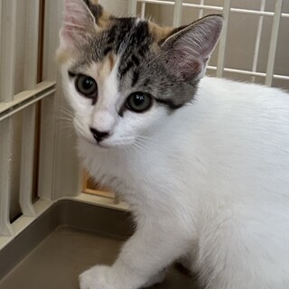 ちょっとびびりな白ミケの　あさこちゃん