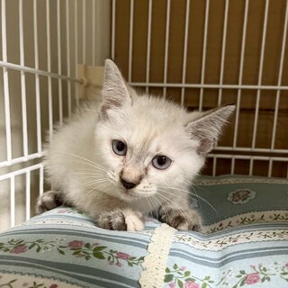 8/10幕張ෆ⃛おっとりマイペースෆ⃛まゆちゃん