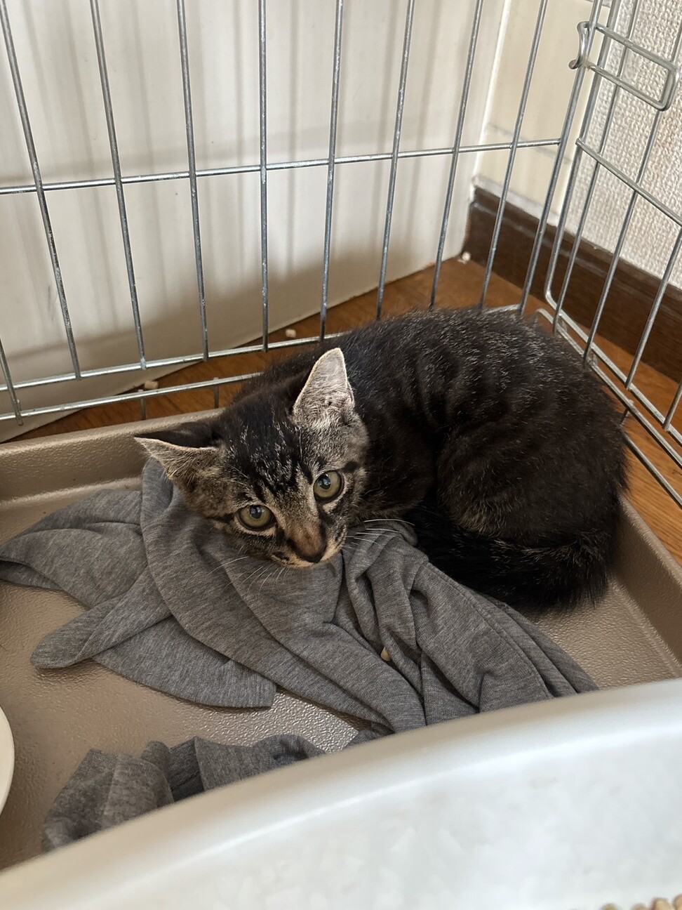 ෆ⃛ちょっとビビりෆ⃛ウ」千葉県 - 猫の里親募集(522476) 2