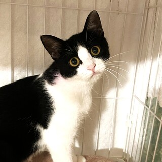 とにかく遊びたいハチワレ女子、ココちゃん（1才）