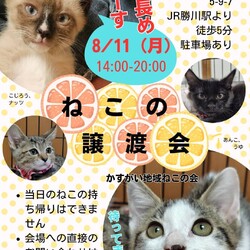 かすがい地域ねこ会★保護猫譲渡会