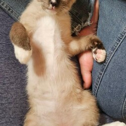 かすがい地域ねこ会★保護猫譲渡会 サムネイル2