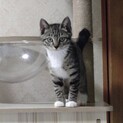 【里親決定】ありがとうございました