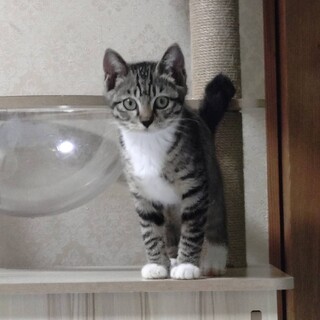 【里親決定】ありがとうございました