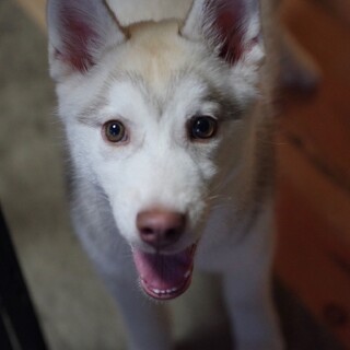 美人なちびっこハスキー