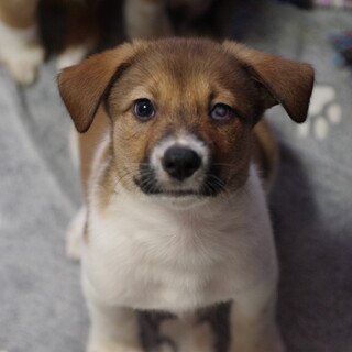 元気いっぱいちびっこ兄弟