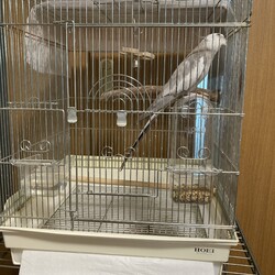 とうふちゃん