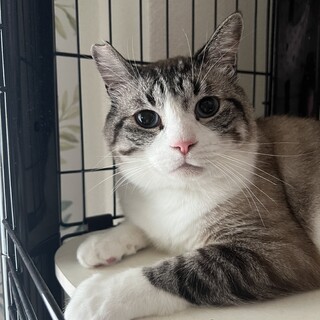 アイドル猫⭐︎里親様募集中