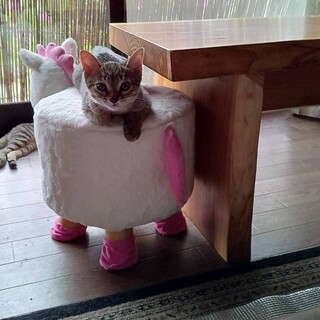 急募！！生後4ヶ月位の茶色✕黒キジトラ