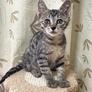 親ねこ3521 🐈ねこ親さん募集準備中🐈 タビーくん (預かり場所:横浜市