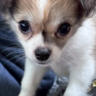 チワワミックスの女の子 鹿の子ちゃん