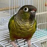 ウー
