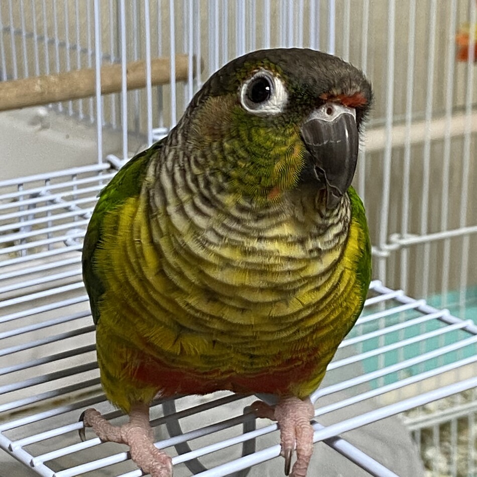 ウーのカバー写真